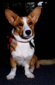 Bas01 