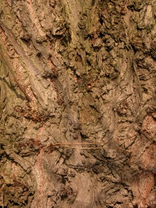 DSCN0117