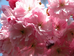 DSCN0271