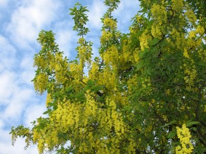 DSCN0337